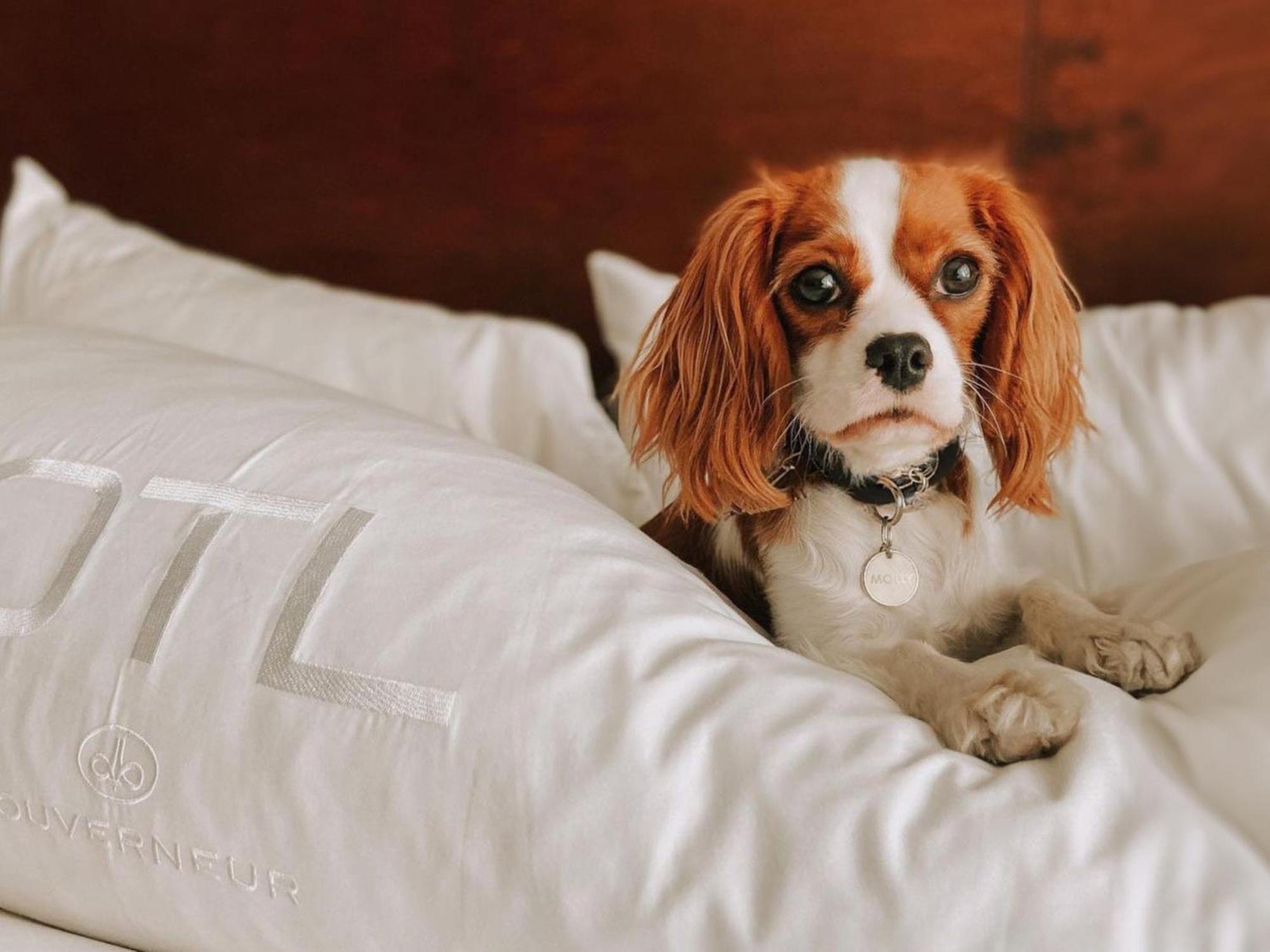 Otl Gouverneur Chicoutimi 외부 사진 A dog on a bed